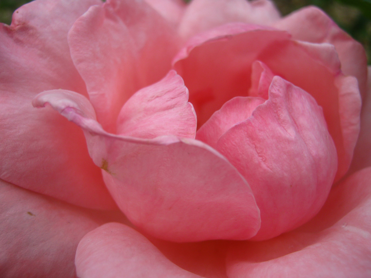 beautiful roses roses free photo