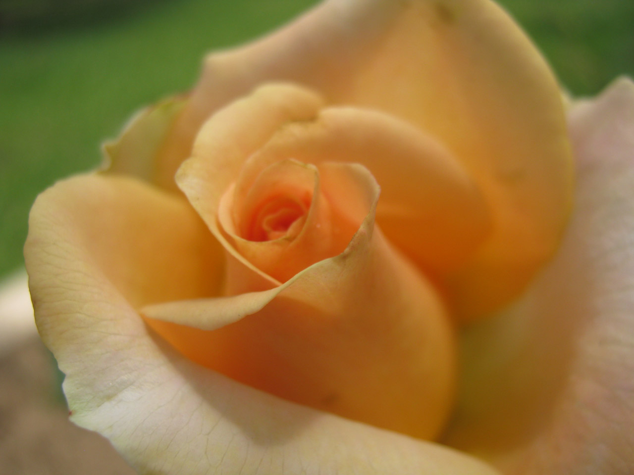 beautiful roses roses free photo