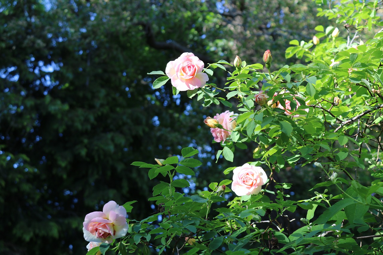 rosbuske  pink  rosebushes free photo
