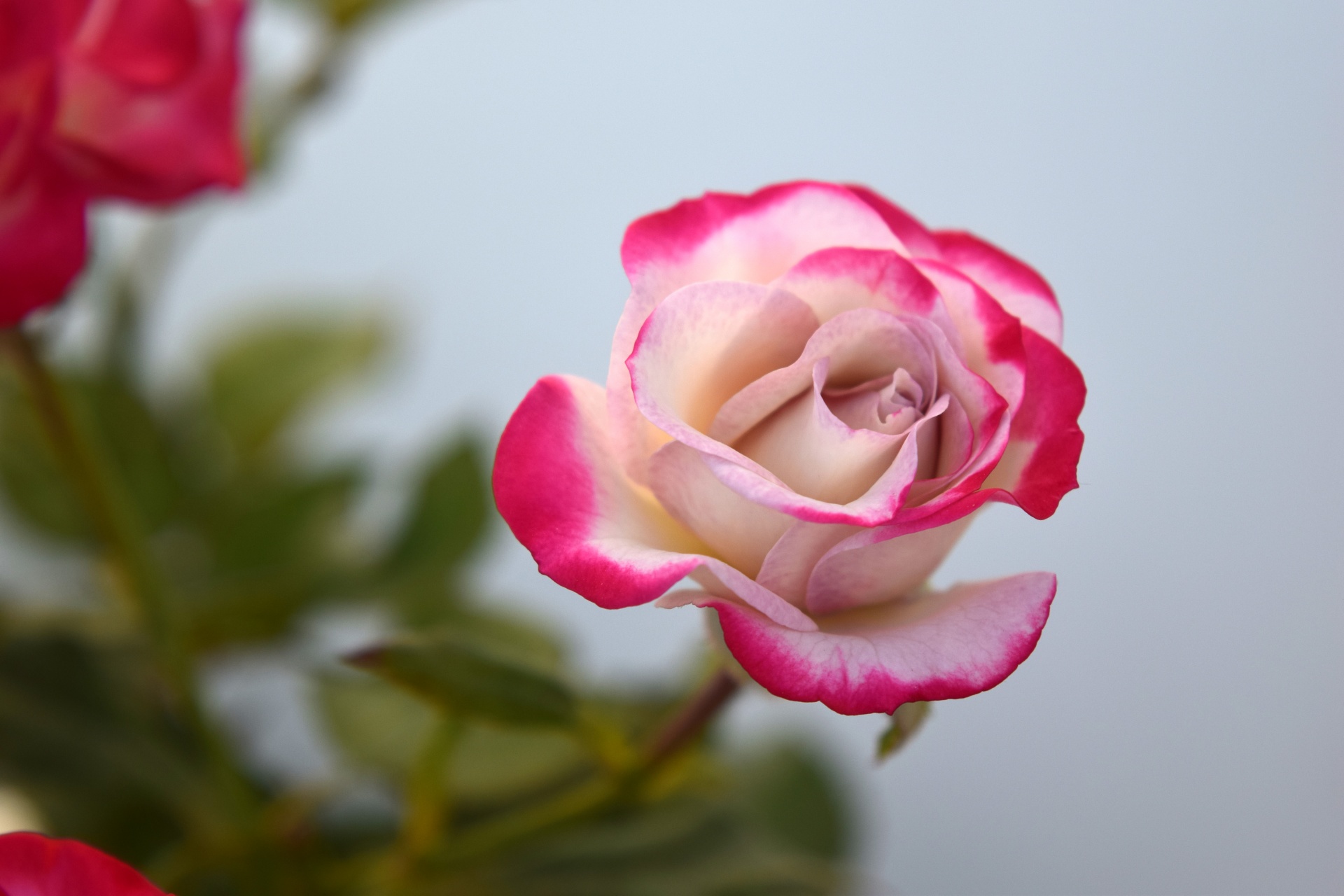 rose flower red free photo