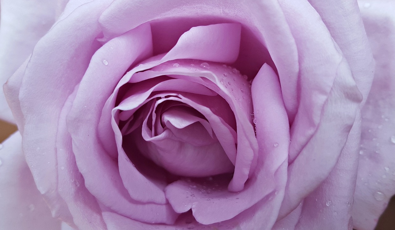 rose flower purple rose free photo