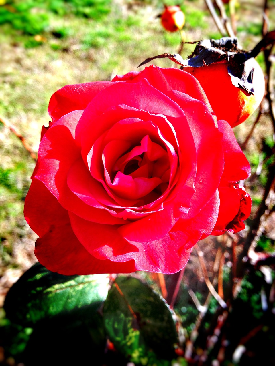 rose flower floral free photo