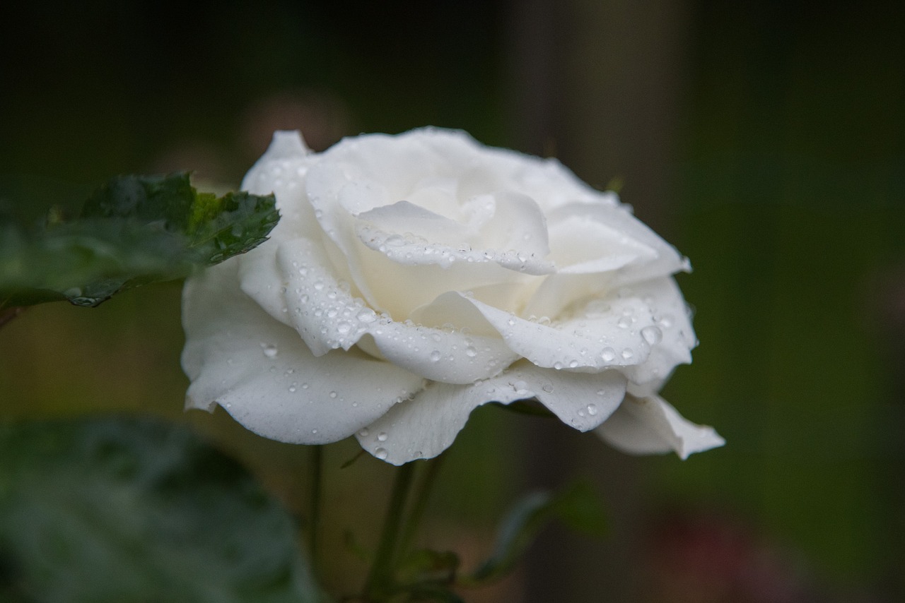 rose white drops free photo