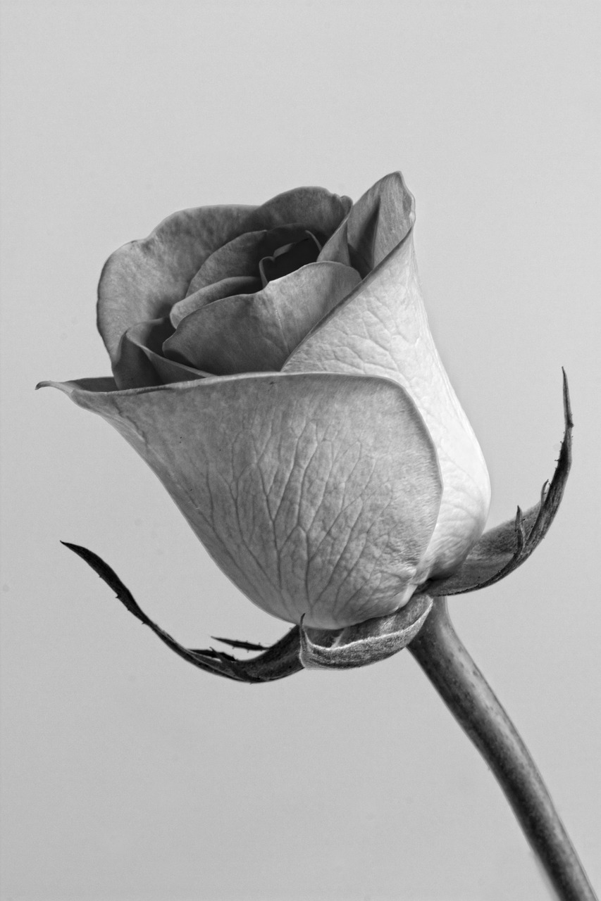 rose flower grey free photo