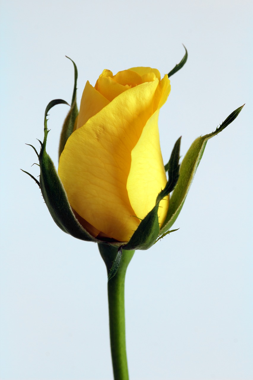 rose flower yellow free photo