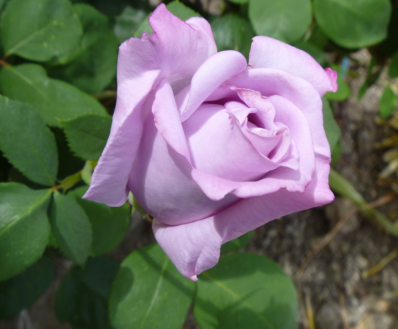 rose rose bud bud free photo