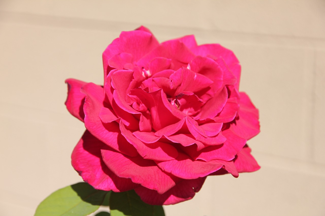 rose flower deep pink free photo