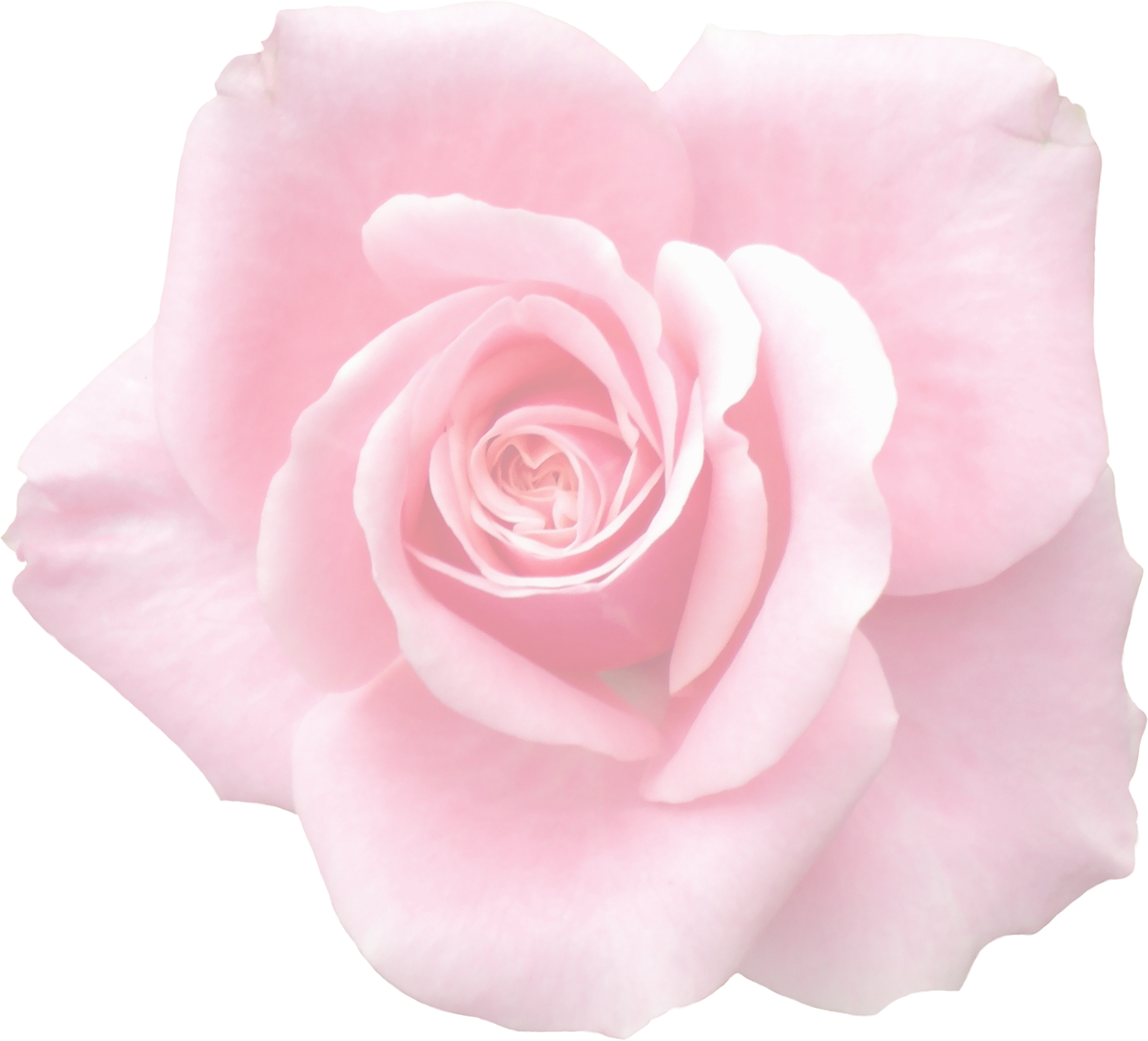 rose graphic isolated free photo