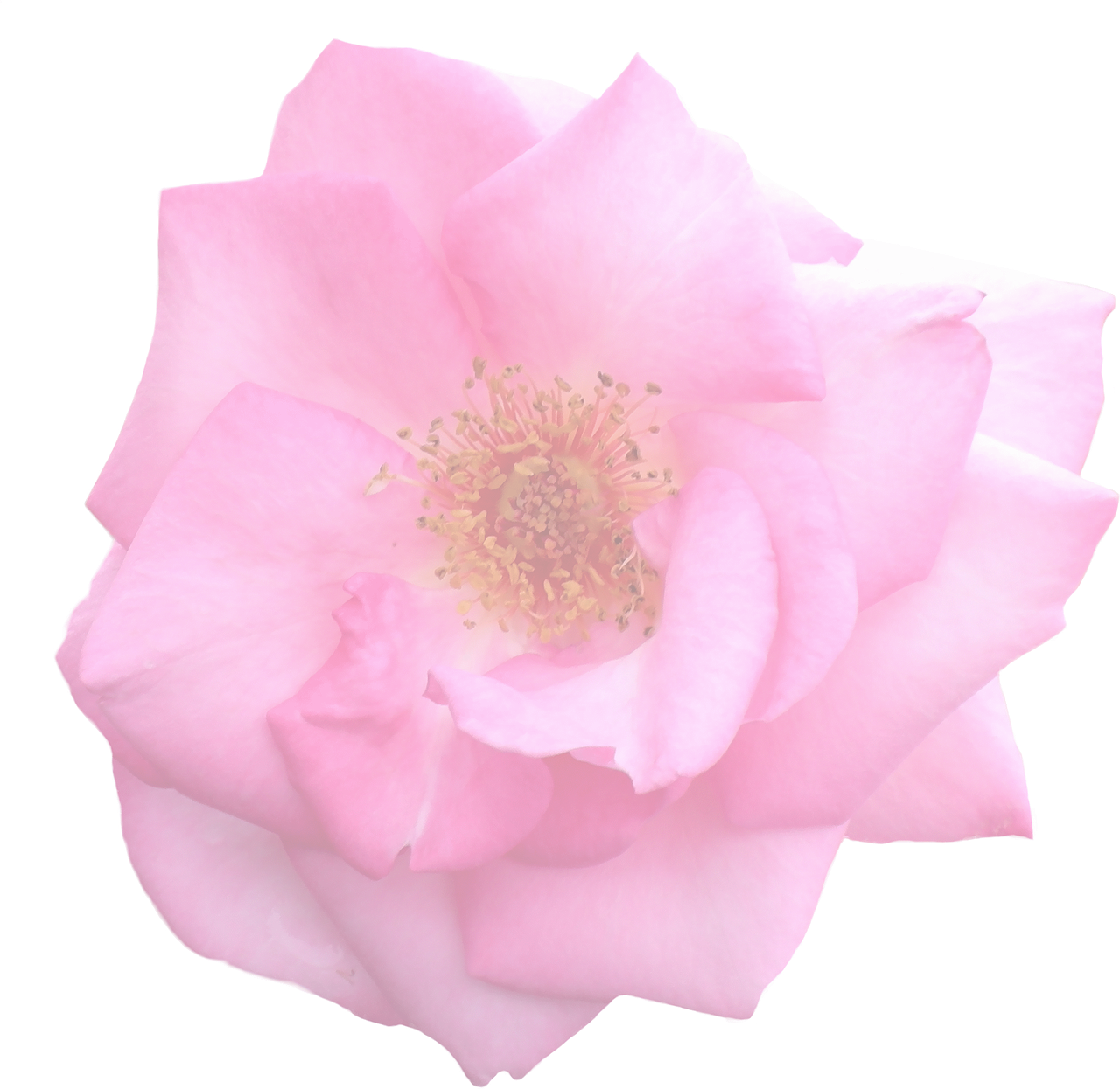 rose graphic isolated free photo