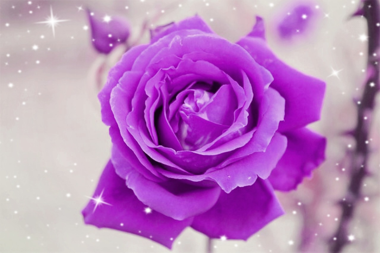 rose purple romantic free photo