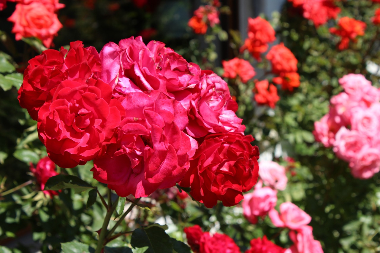 rose red plant free photo