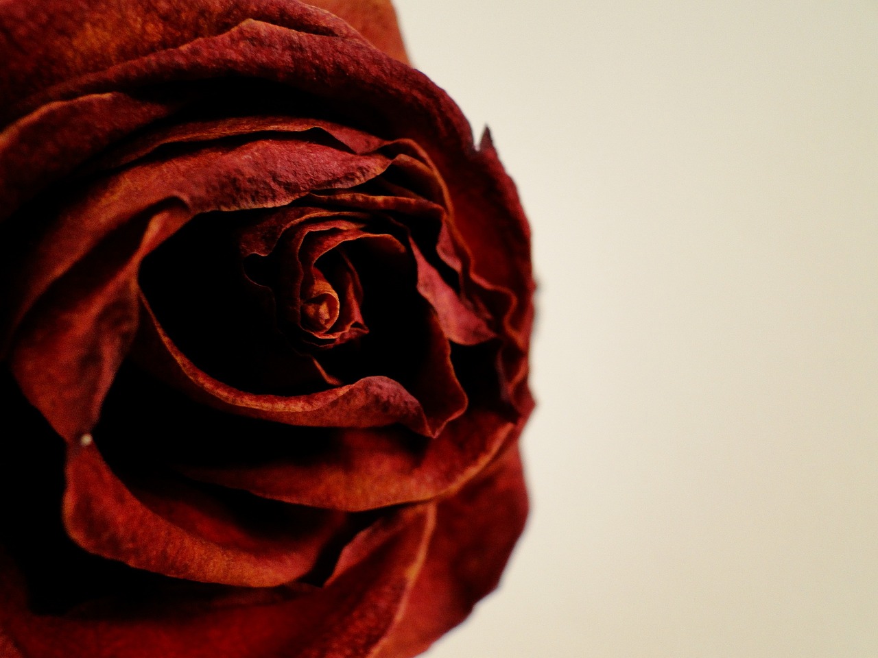 rose red love free photo