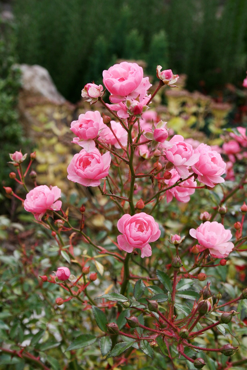 rose pink flower free photo