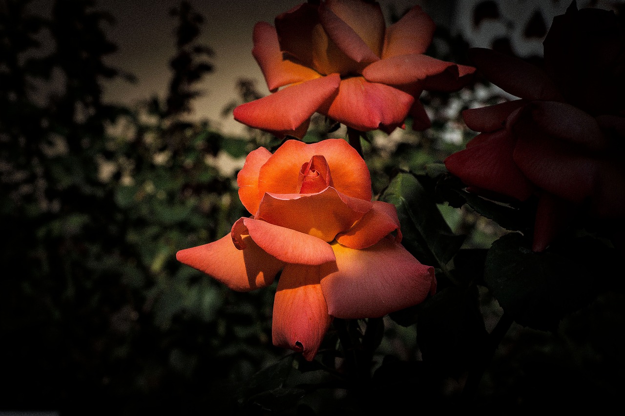 rose night flower free photo