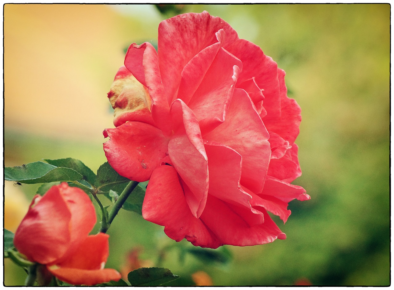 rose red rose rose bloom free photo