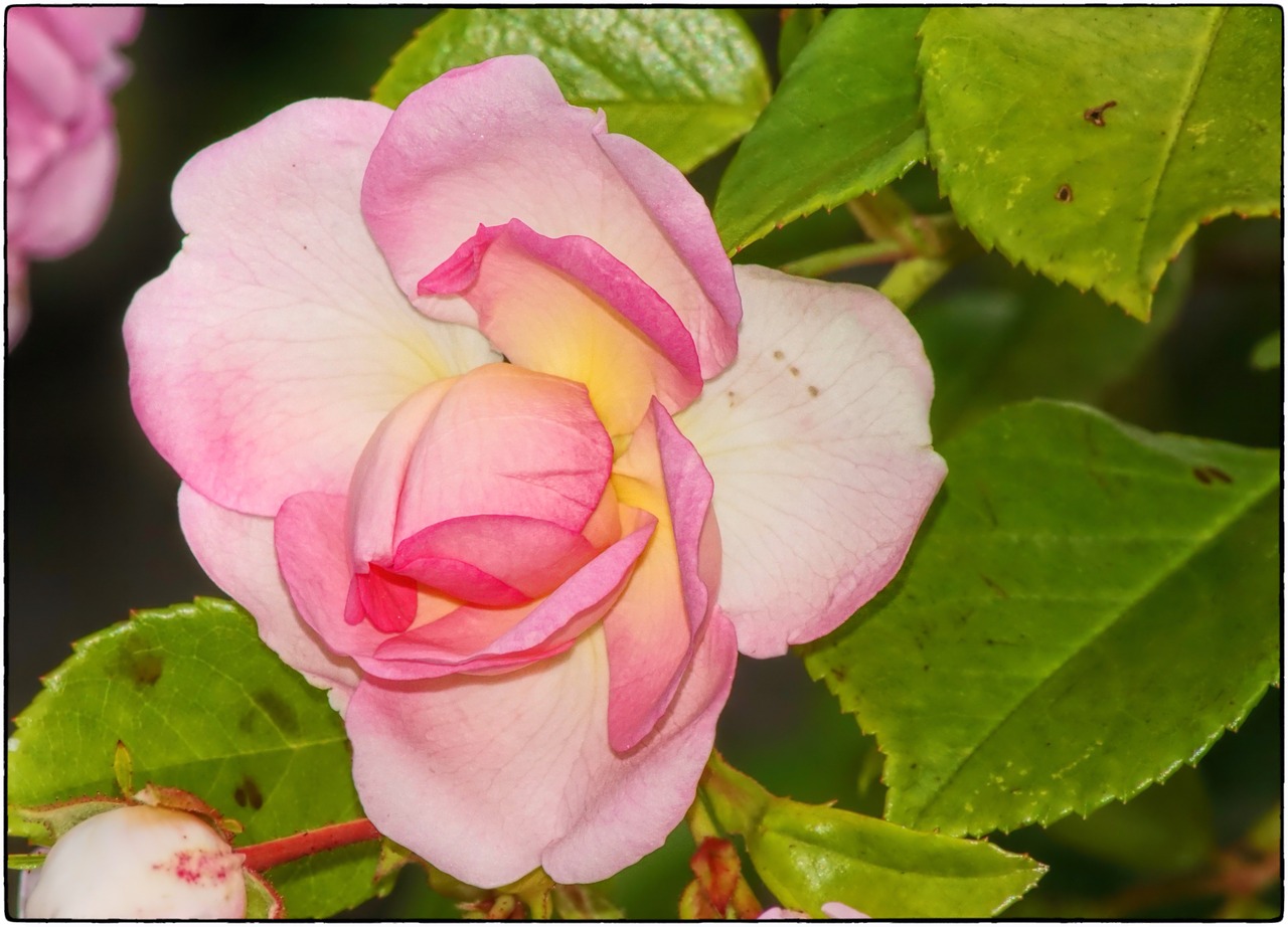 rose red rose blossom free photo