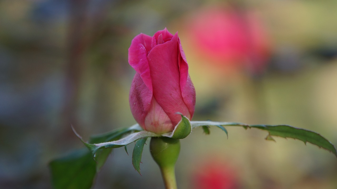 rose a rose flower free photo