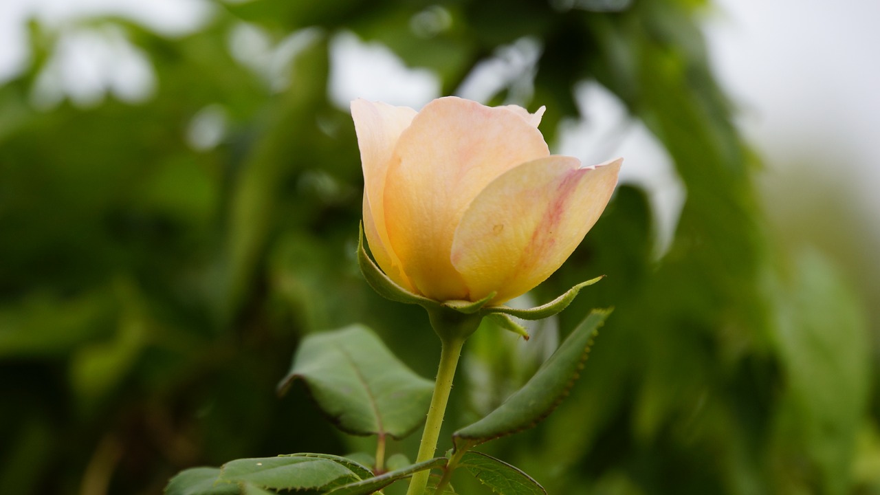 rose a rose flowers free photo