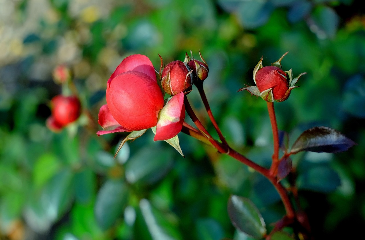 rose red rose bud free photo