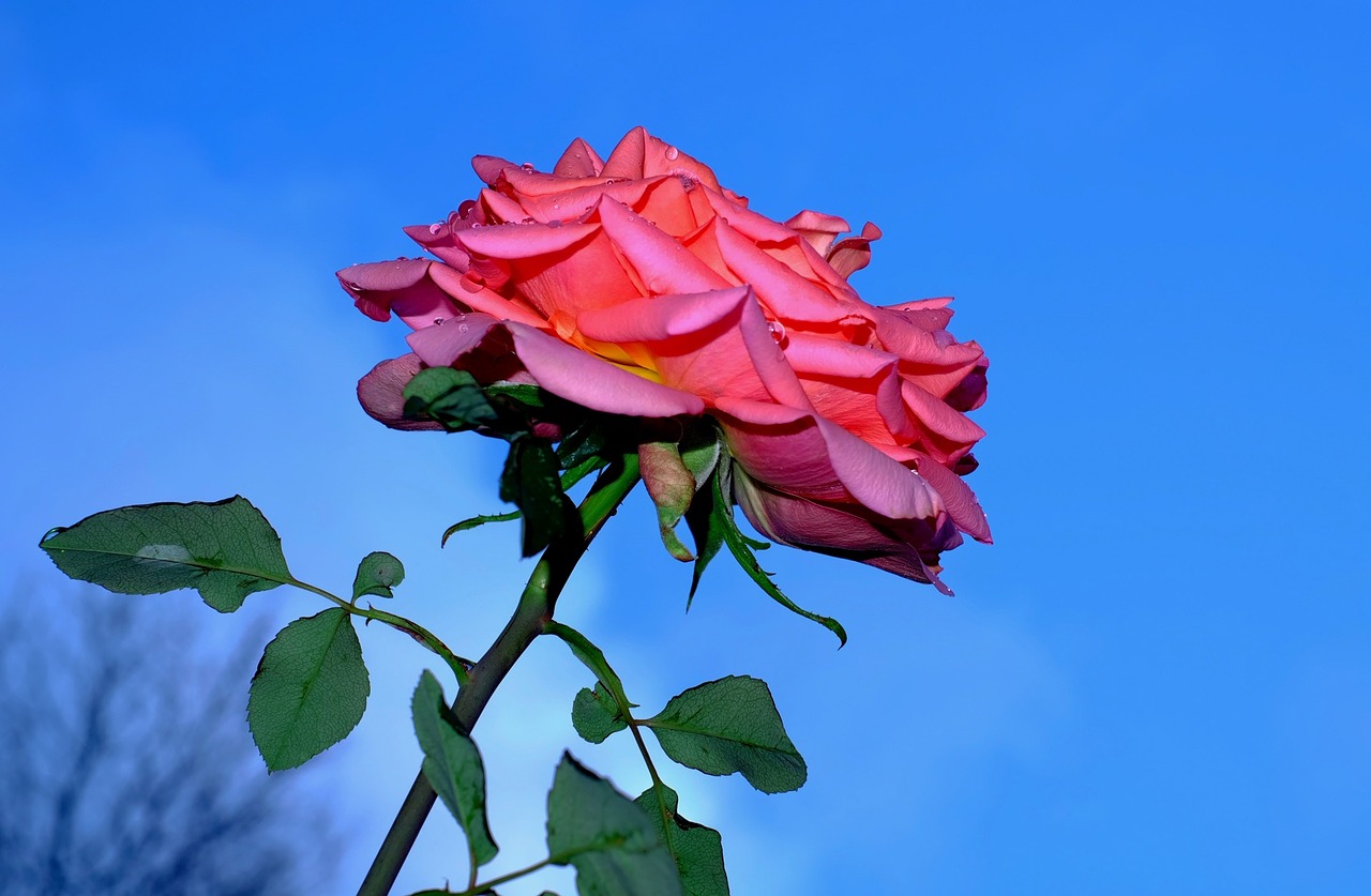 rose flower blossom free photo