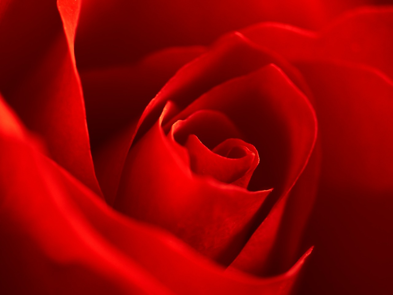 rose red macro free photo