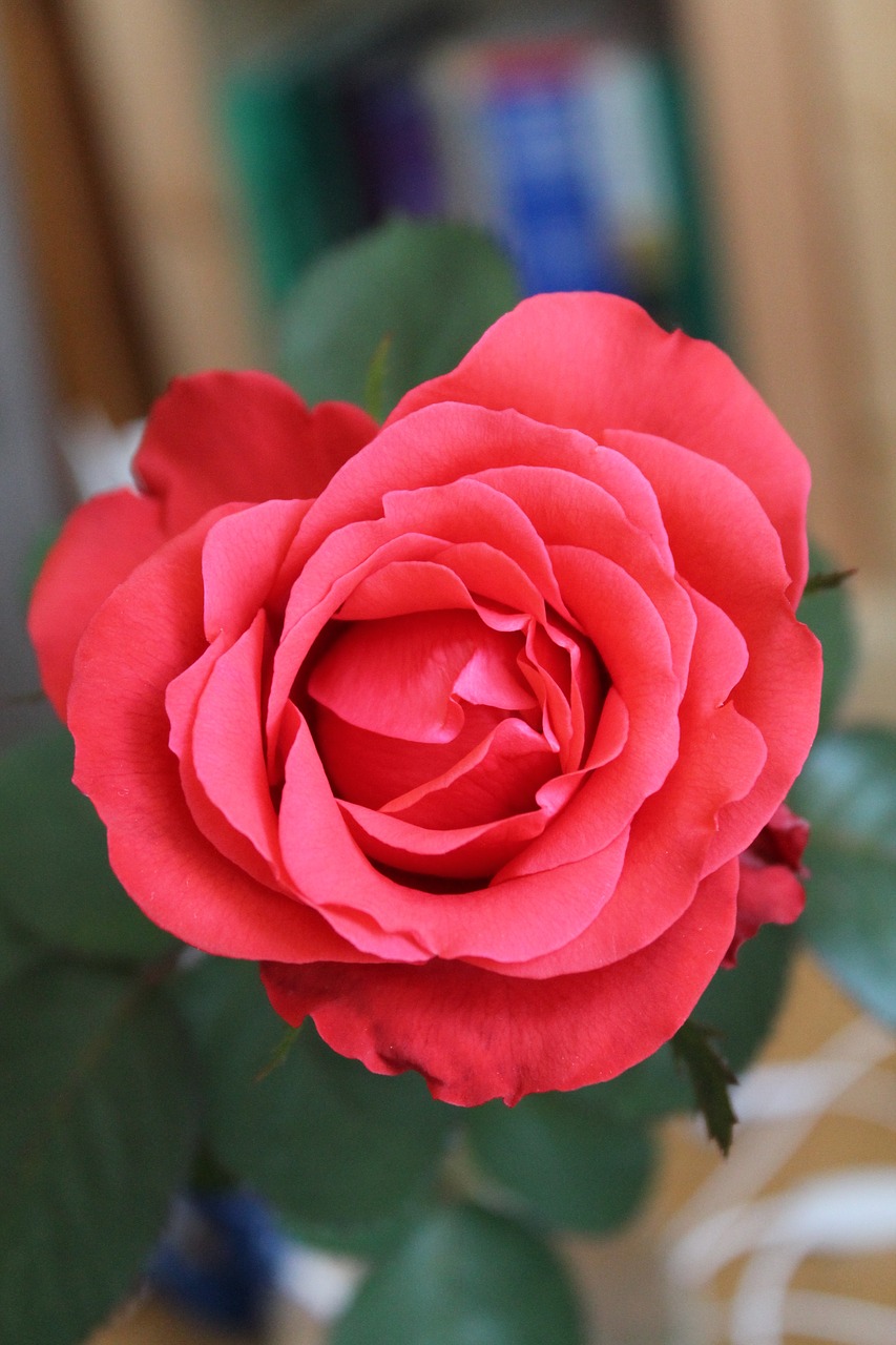 rose flower red rose free photo