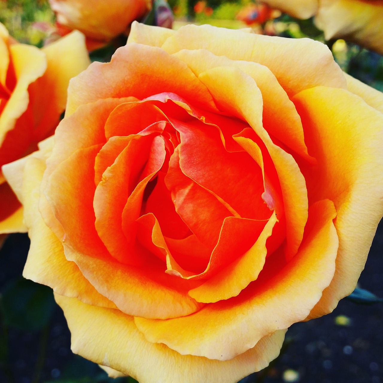 rose orange red free photo