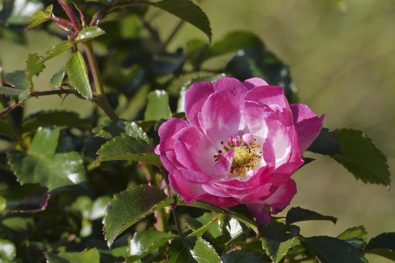 rose flower blossom free photo