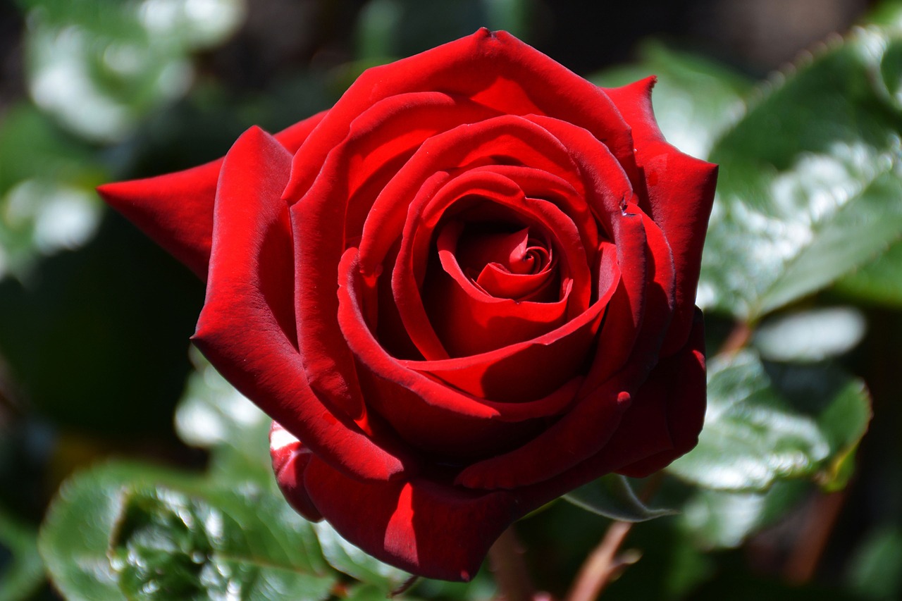 rose red red rose free photo