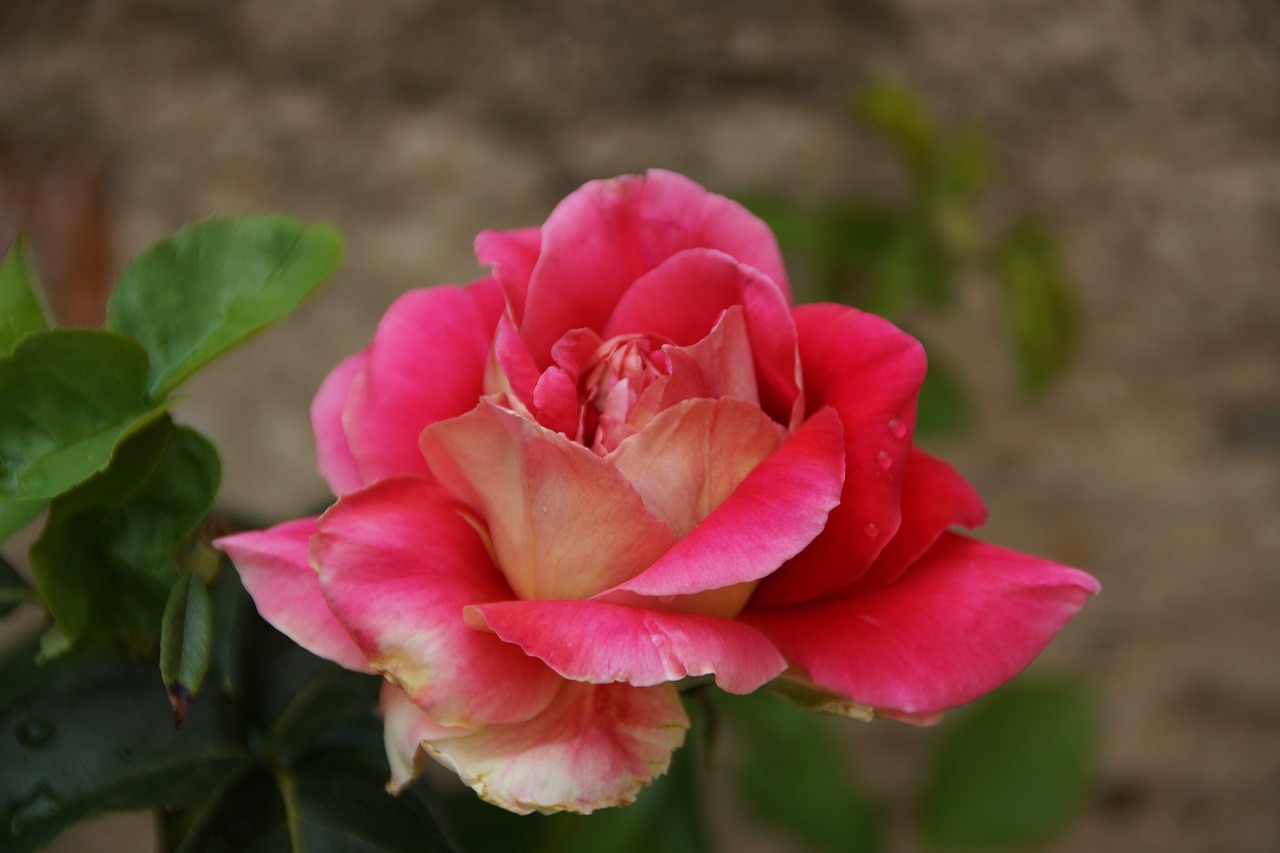 rose flower pink flower free photo