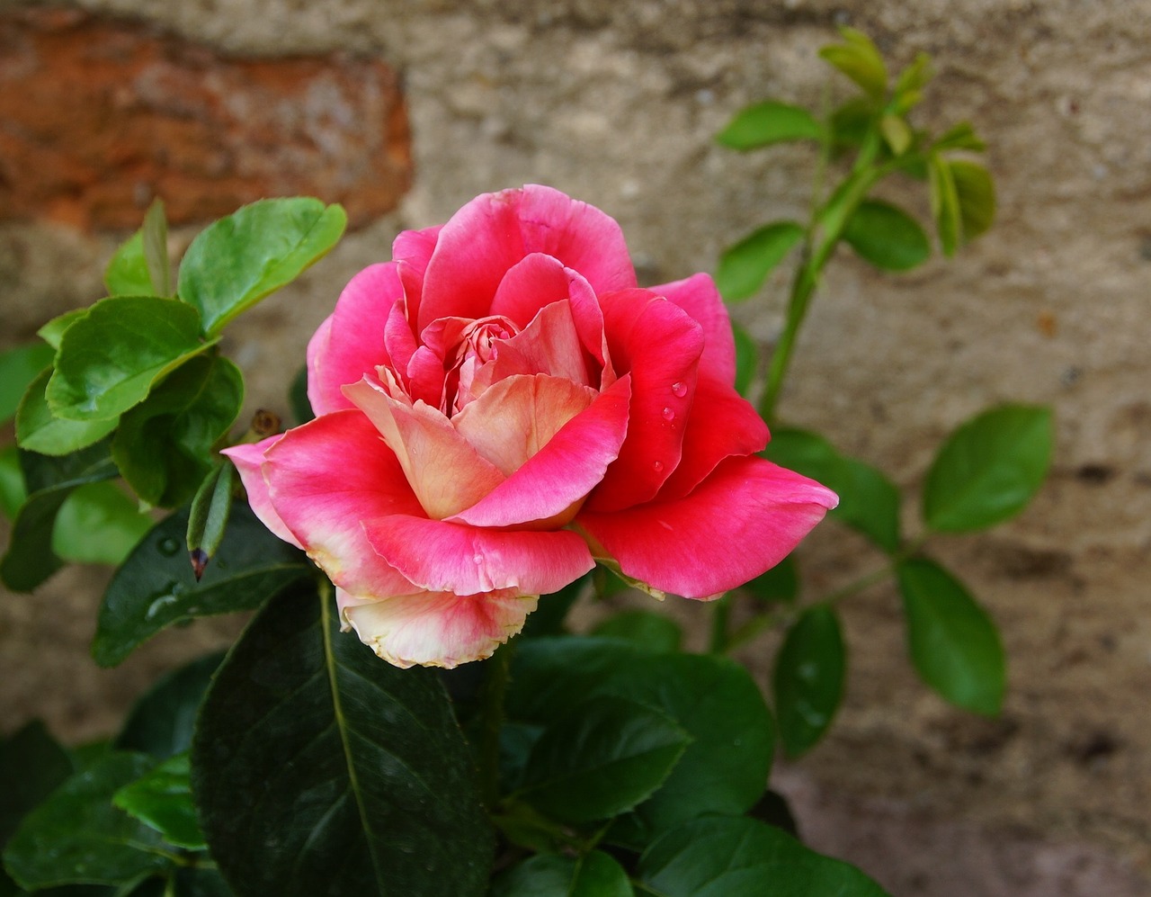 rose flower garden free photo