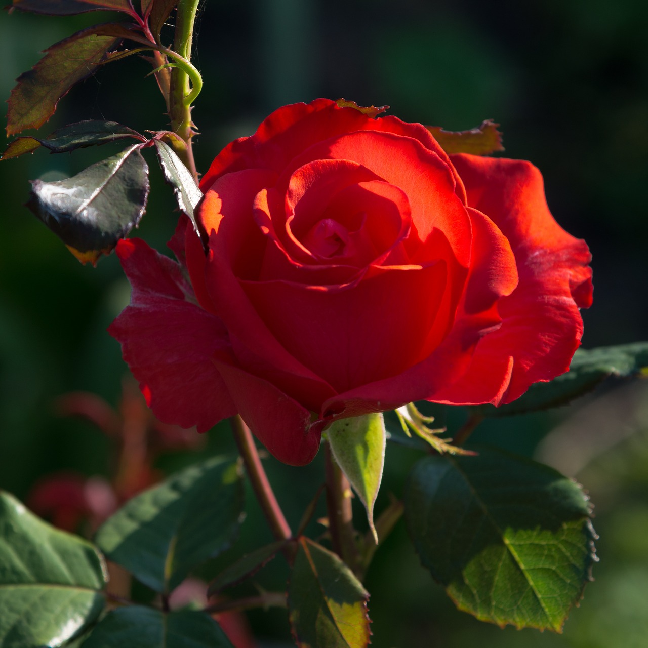 rose red flower free photo