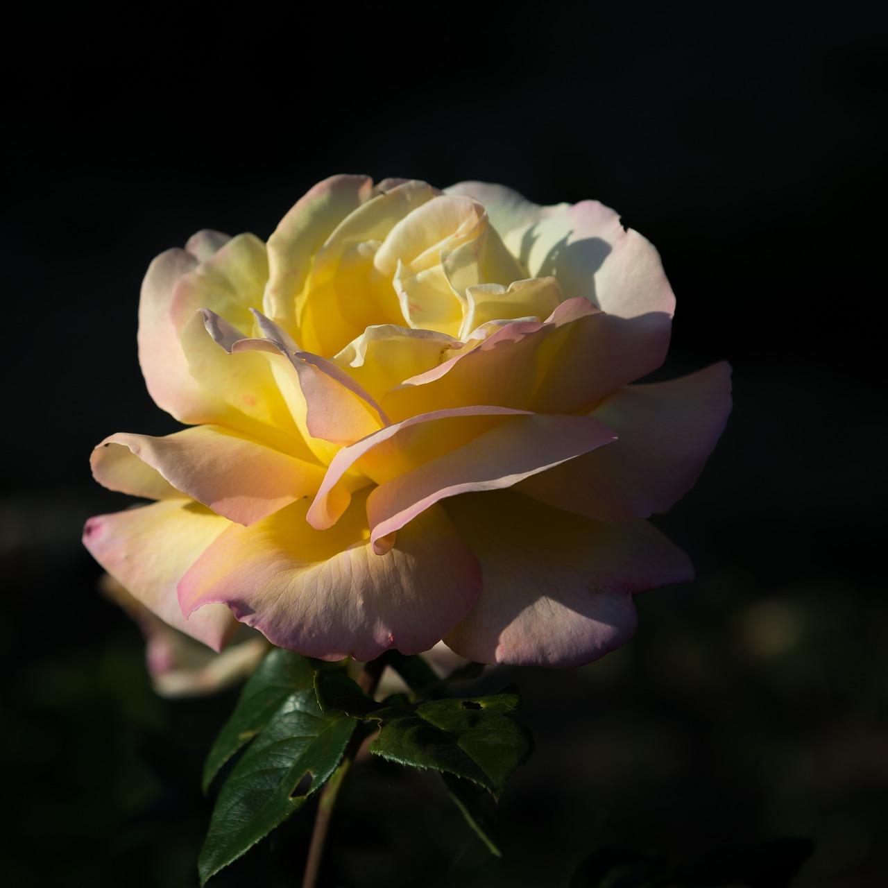 rose tea rose yellow free photo