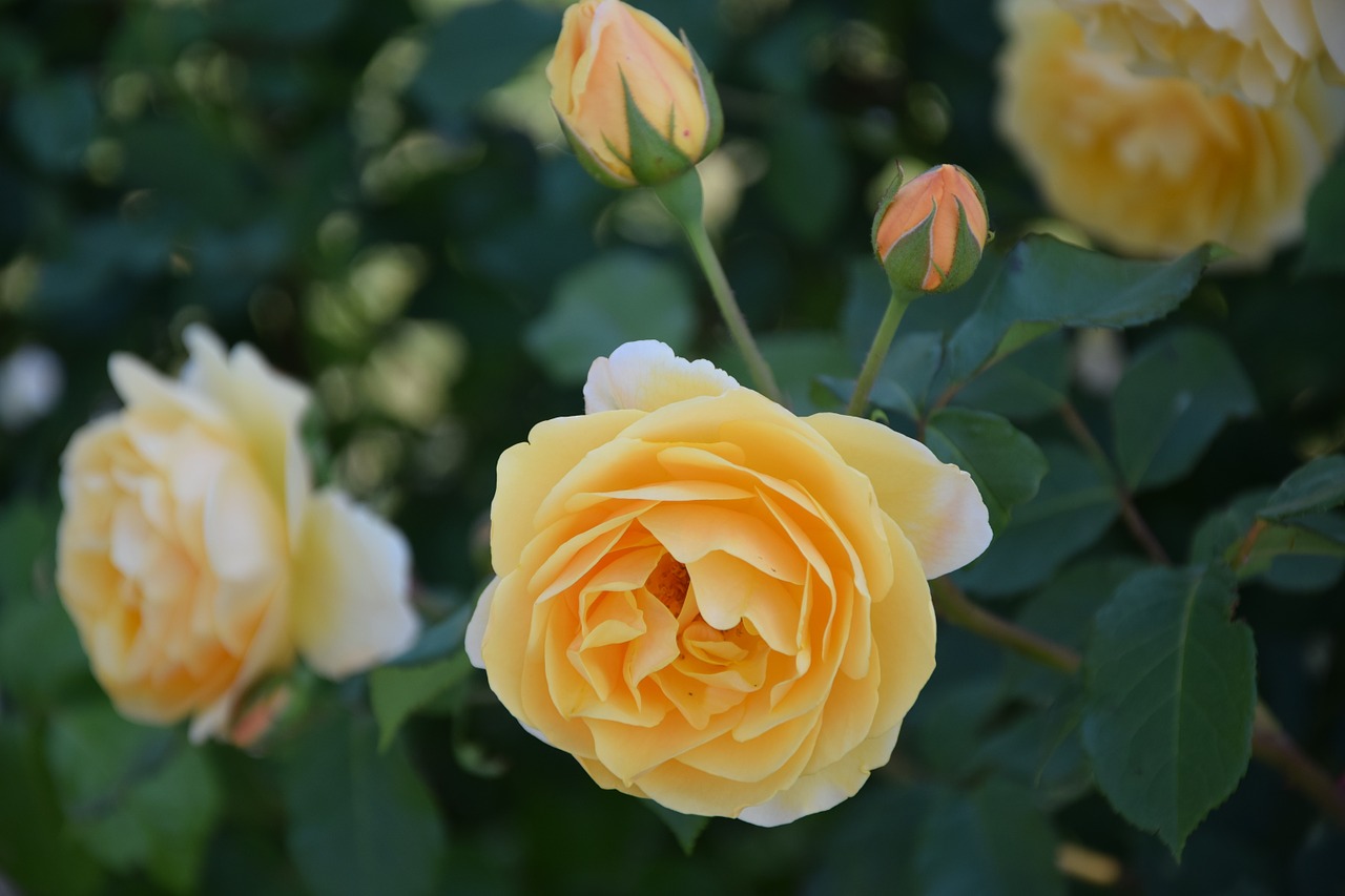 rose yellow flowers free photo