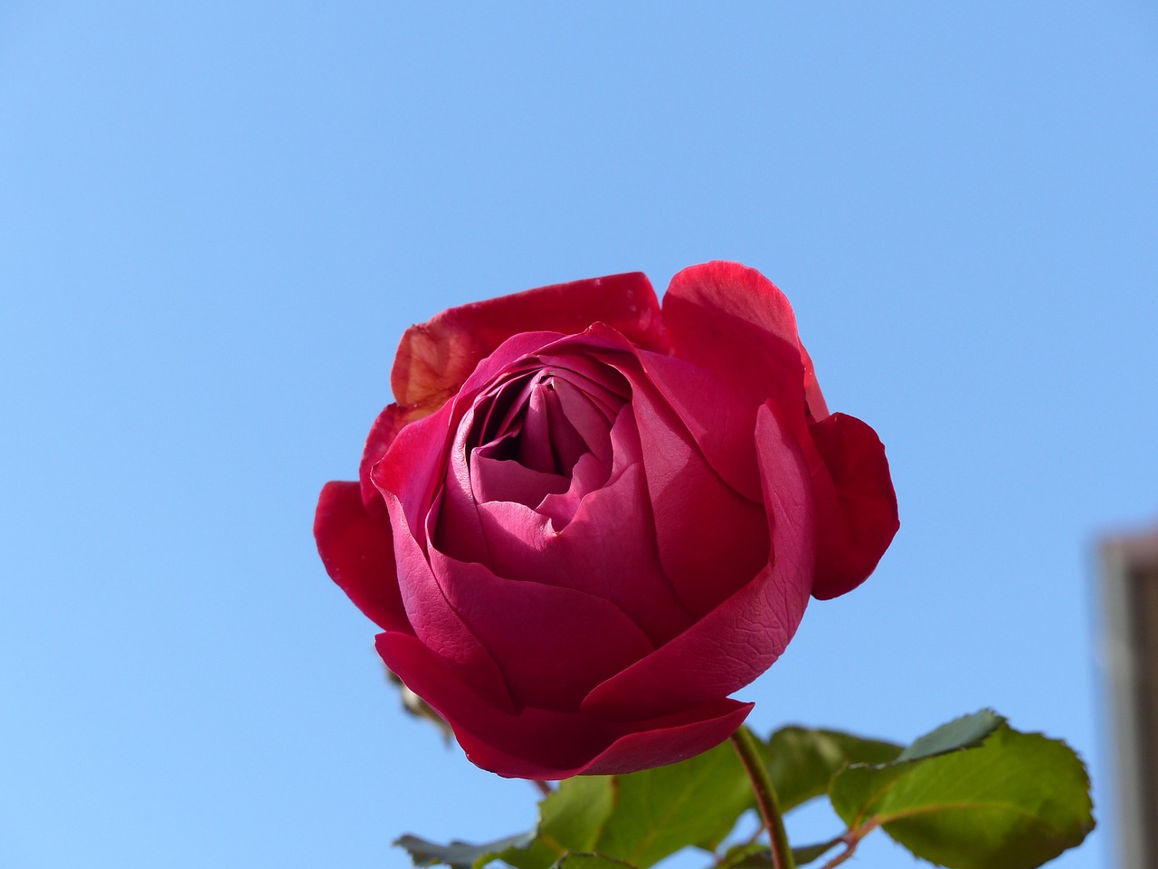 rose flower red free photo