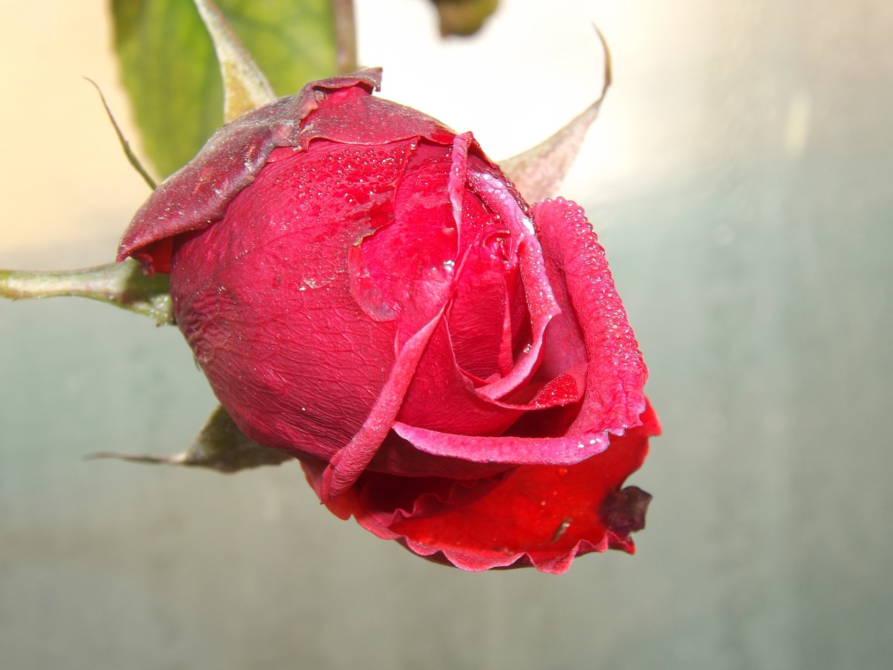 rose red dew free photo