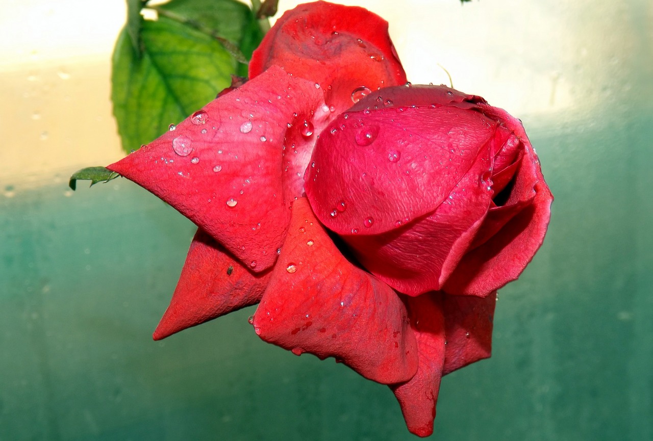 rose red dew free photo