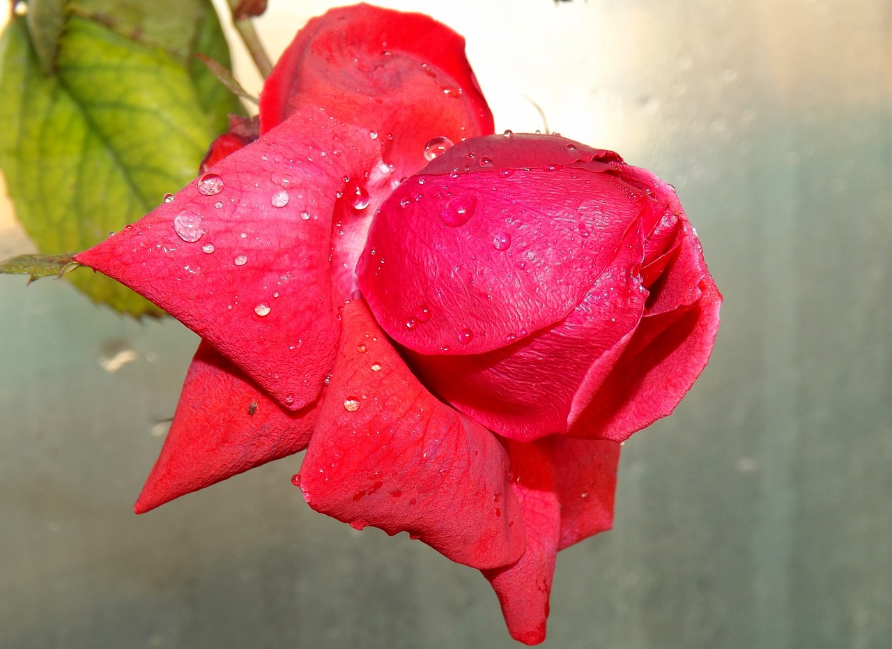 rose red dew free photo