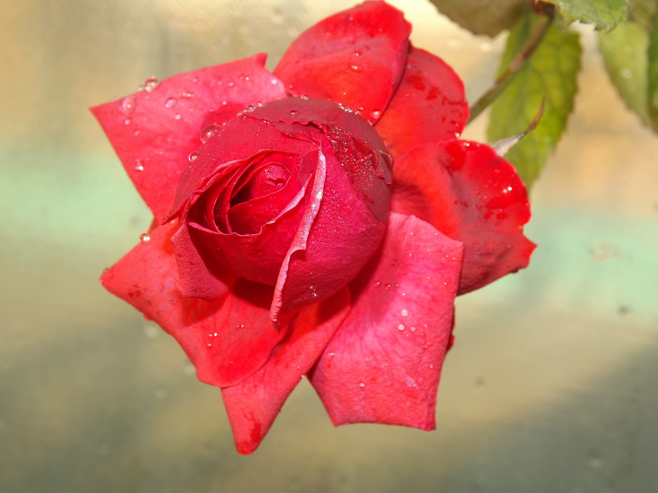 rose red dew free photo