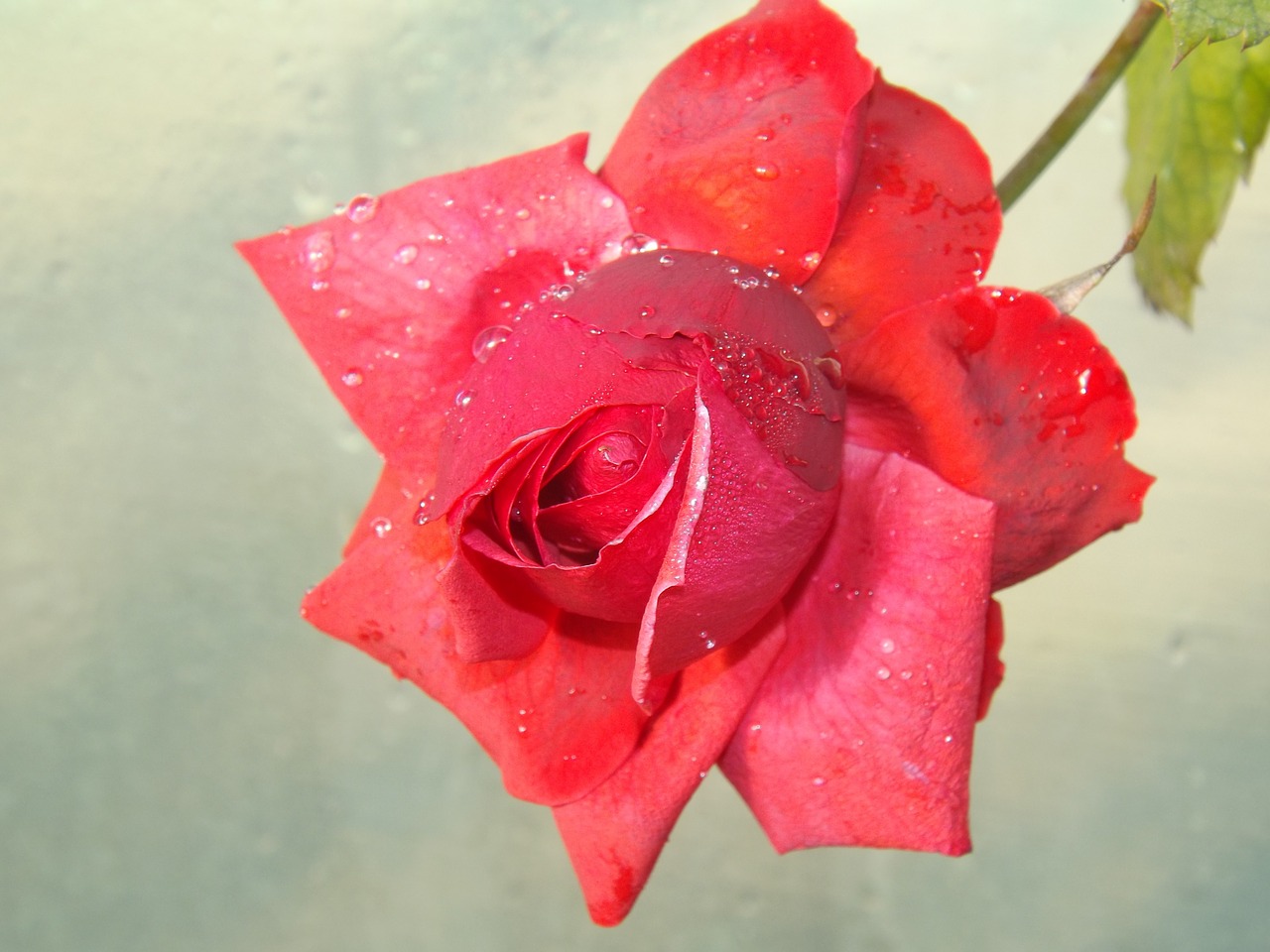 rose red dew free photo