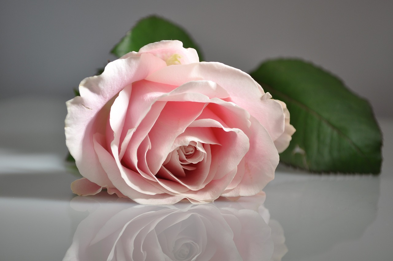 rose pink flower free photo