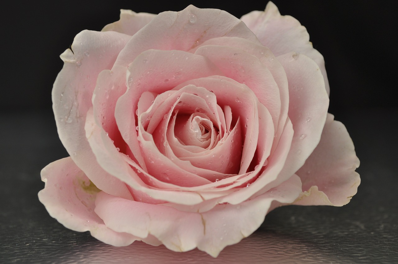 rose pink flower free photo