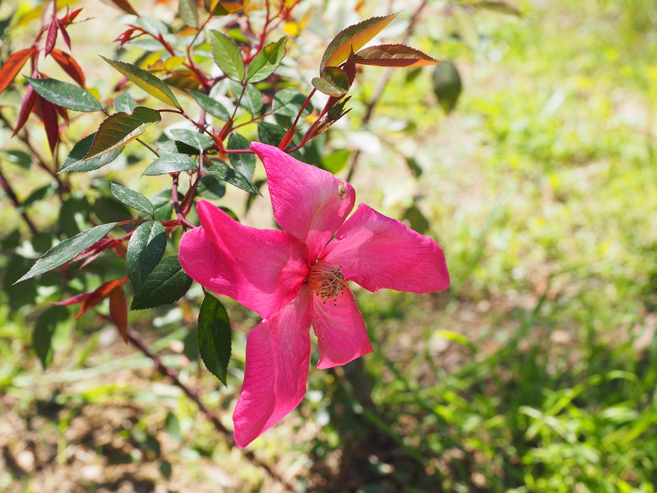 rose blossom bloom free photo