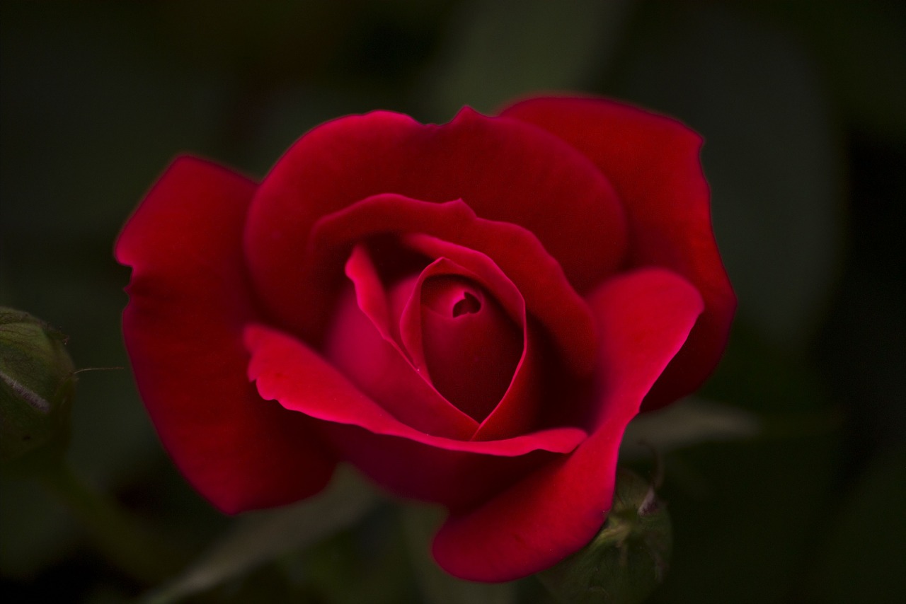 rose red flower free photo