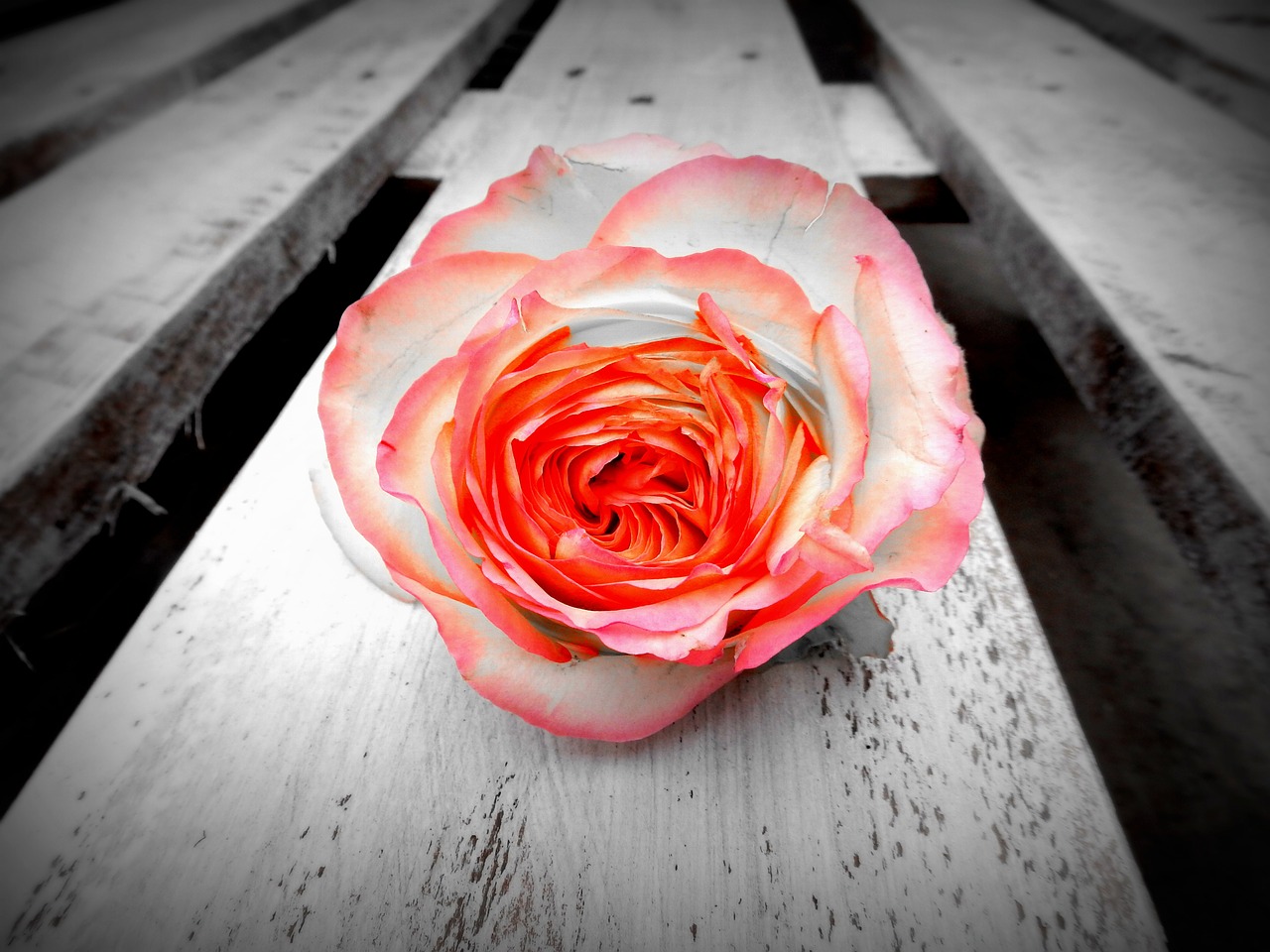 rose flower blossom free photo