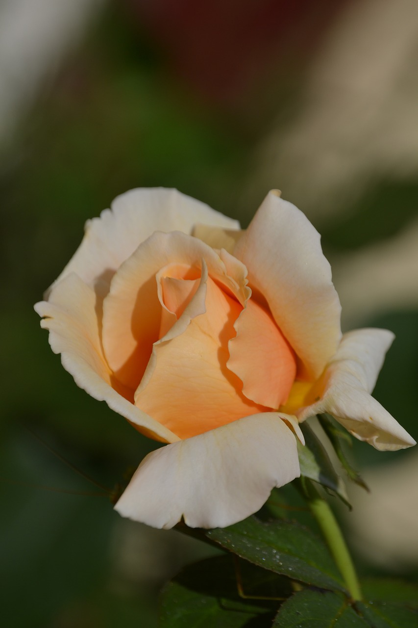 rose flower grow free photo