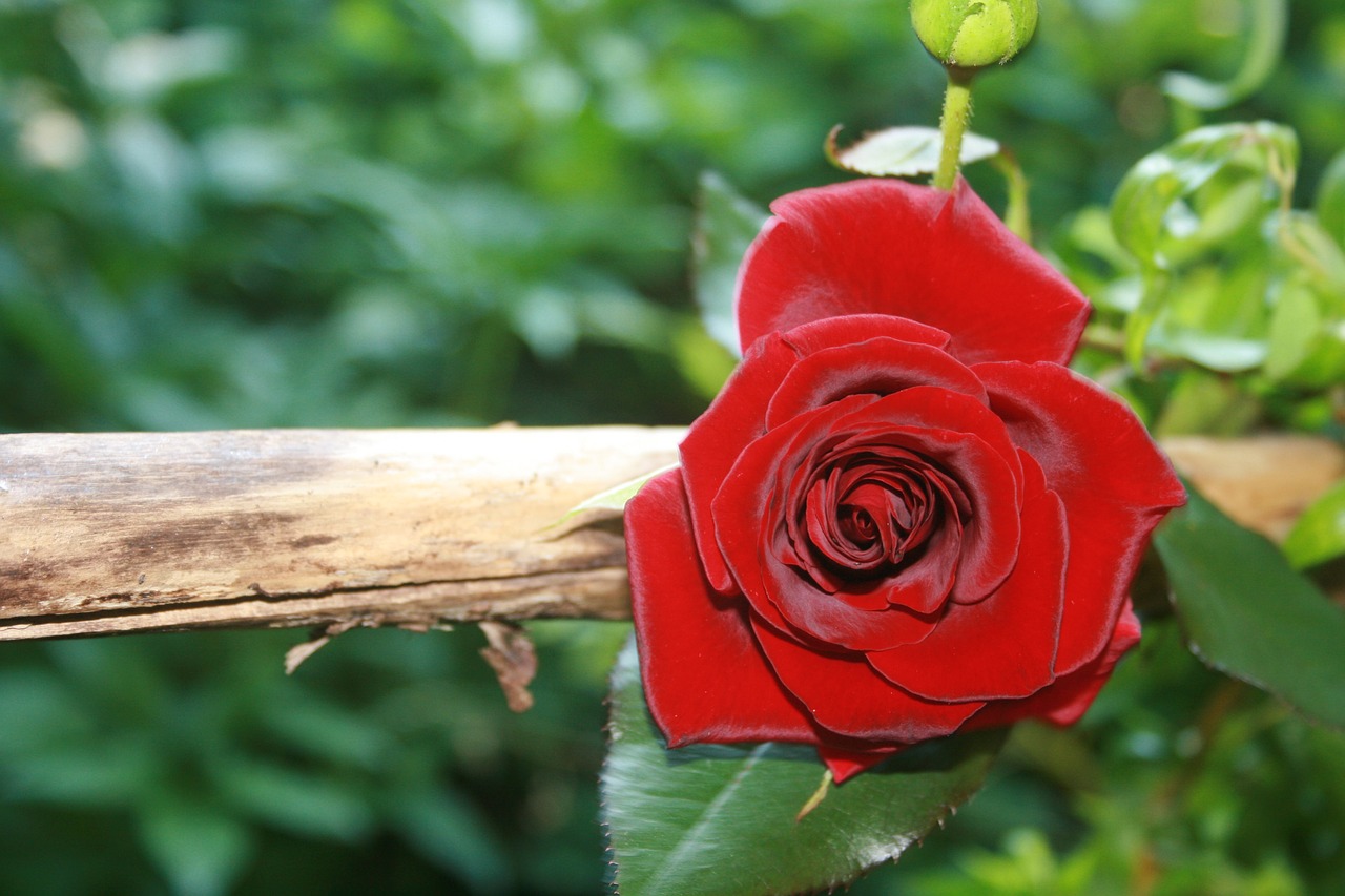 rose red flower free photo