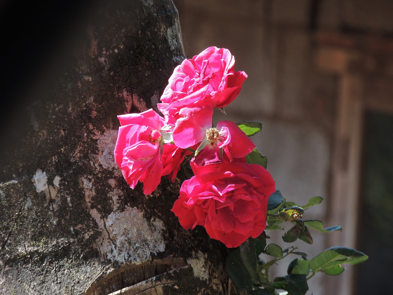 rose red flower free photo