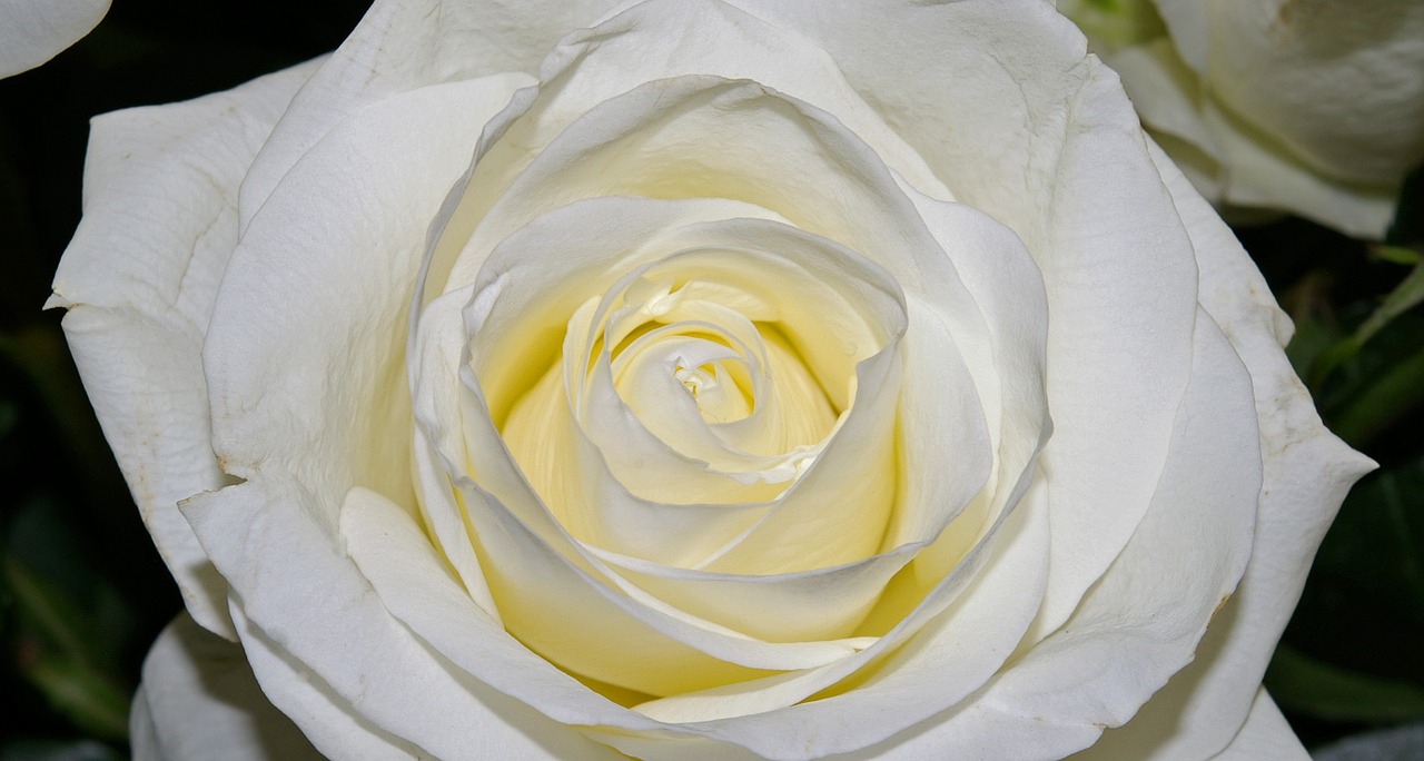 rose white rose blossom free photo