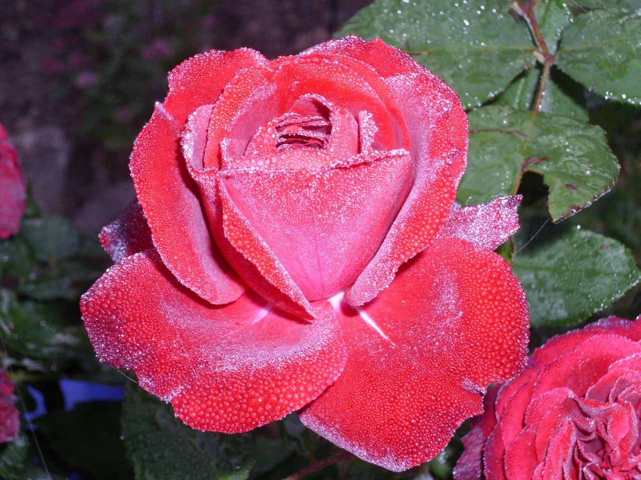 rose dew blossom free photo